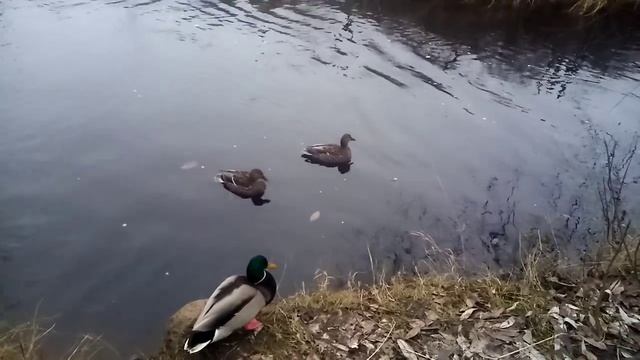 Колесниковы /Обзор новых ВЛОГОВ /У мамы ж@па в тепле /Сын может и померзнуть //