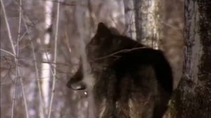 ЖЕНЯ СИБИРЯК-ЭТА ВОЛЧЬЯ ПОСЛЕДНЯЯ ПЕСНЯ