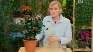 Камелия — уход в домашних условиях (5 канал) 2008 год.