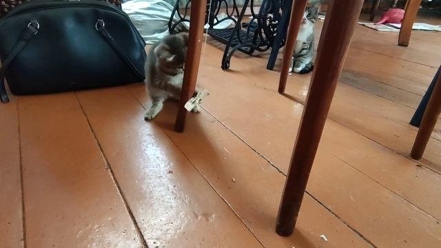 Котята 2024