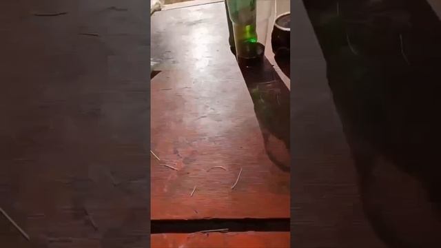 Взрослая особь квадробера. Самец вышел из леса на запах пива и шашлыков