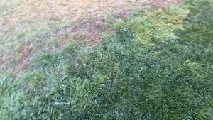 March 2023 Lawn Vlog