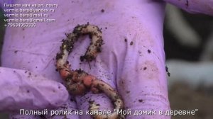 АТ388 В Садовый компостер 1кг червей Старатель Ангелы Земли