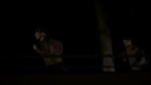 За гагарой с чёрным пером