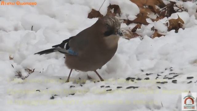 Сойка