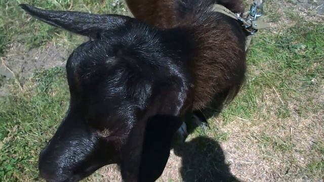 Коза дереза смотреть онлайн