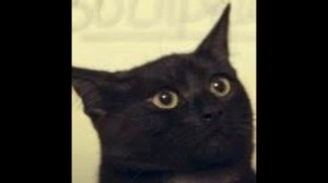 Велес мастер / Андрей Большаков / Глумление