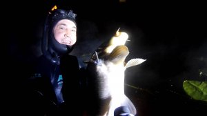 Ночная подводная охота на карпа.