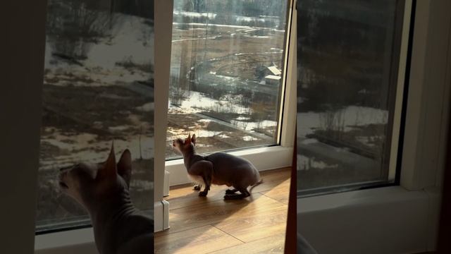 ПРИКОЛ КОТ ОХОТИТСЯ НА МУХУ / FUNNY CAT HUNTING A FLY  #shorts  #tiktok  #youtubeshorts  #comedy