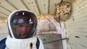 Большое гнездо азиатского шершня на ферме Охотник на шершня сезон 2023