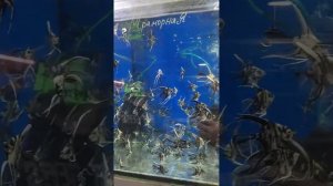 Аквариумные рыбки на рынке Садовод в Москве.
