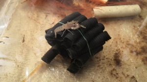 Вот зачем нужны рыбки в УЗВ. Австралийские раки.