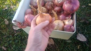 Посадка лука под зиму.Лук под зиму на головку