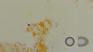 КАК ВЫГЛЯДИТ МАНДАРИН ПОД МИКРОСКОПОМ | МЯКОТЬ И КОЖУРА МАНДАРИНА ПОД МИКРОСКОПОМ