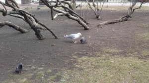 Чайка ест голубя