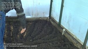 АТ450 сеем горчицу весной в теплицу сидерат биогумус ип ткаченко вермикомпост грунт сидераты почва