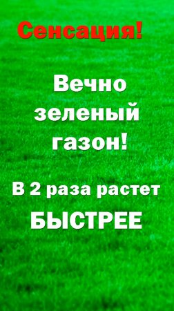 ИДЕАЛЬНЫЙ ГАЗОН. Новый способ