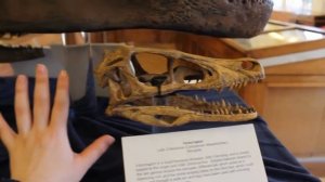 Tiny Velociraptor Skulls - Lapworth Museum of Geology