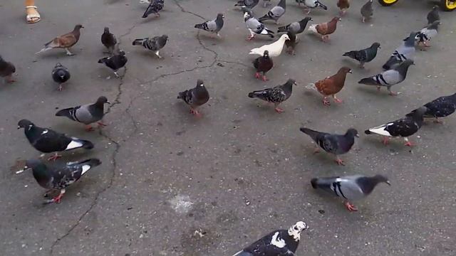 Полтава, голуби біля театру Гоголя | літо 2019 смотреть онлайн