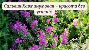 Забудьте о хлопотах! 🌸 Сальвия Харминумовая - красота без усилий!