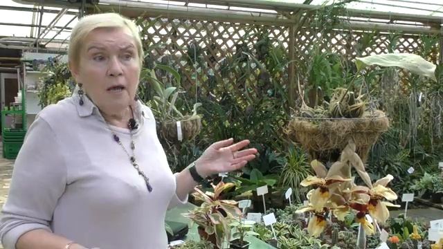 Стангопея тигровая.Аромат этой орхидеи словами не передать. смотреть онлайн