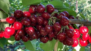 Черешня 2024