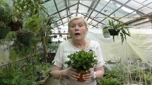 Розеточные папоротники.