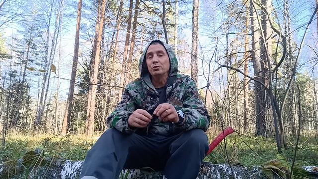 Что не даст убить хвойные леса. смотреть онлайн