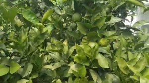 Апельсин в укромном уголке. 24.07.2024 г.