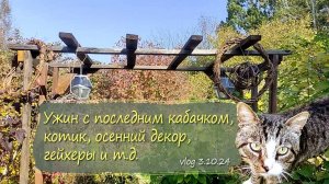 Заканчивается осеннее лето, котик, ужин, временный декор, гейхеры | vlog  дача как есть  3.10.2024