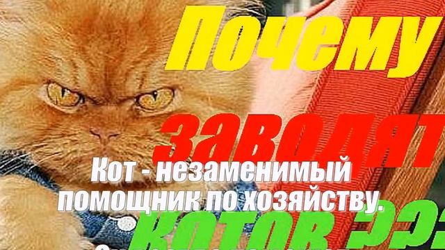 Почему заводят котов
