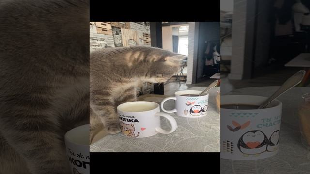 Кофе или молоко?