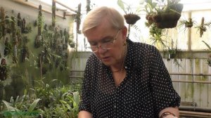 Эпидендрум (Epidendrum).