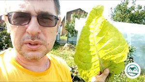 Выпуск #06 Первый сбор табака. #табак