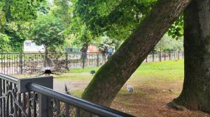 ПЛЮС И МИНУС ЖИЗНИ В ГРУЗИИ 🏡🌴 РУССКИЕ В БАТУМИ