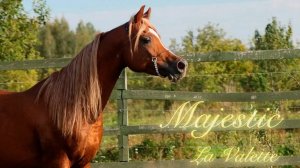 Арабский жеребец  Мажестик Ла Валетте (Majestic la Valette)