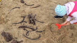 Раскопки динозавров