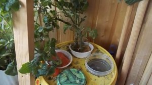 61  Бэйби черри ред томат F1 на гидропонике  2020 г.