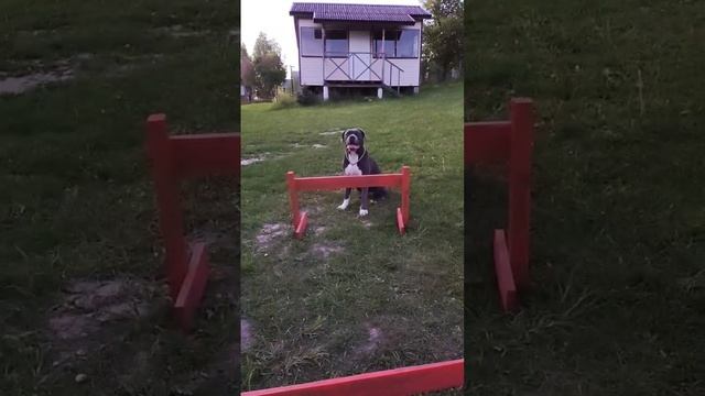 Нелинейное мышление. Учим собак слышать и думать.