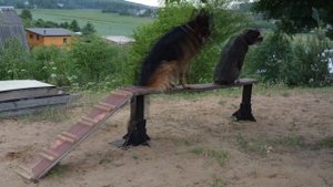Моя площадка для дрессировки. Очень краткий обзор.