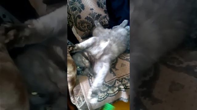 Волосатая старушка смотреть онлайн