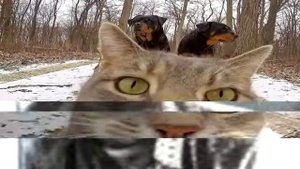 Мама ама криминал