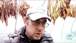 Выпуск #10 В конце сентября (Последний сбор листа). #табак