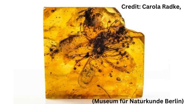 See the Largest Flower Ever Found Encased in Amber смотреть онлайн