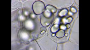 КАК ВЫГЛЯДИТ КАРТОФЕЛЬ ПОД МИКРОСКОПОМ | Крахмал картофельный в виде ракушки