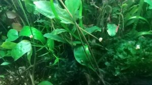 зацвели буцыки