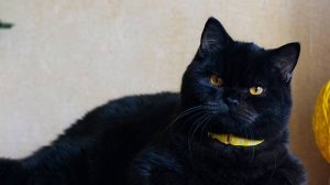Бриан- черный британский котенок.