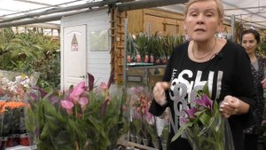 Новые цветы из Голландии к 8 марта!