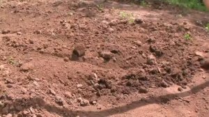 Как работать плоскорезом Аист