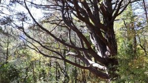 Архипо-Осиповка/Тропа здоровья